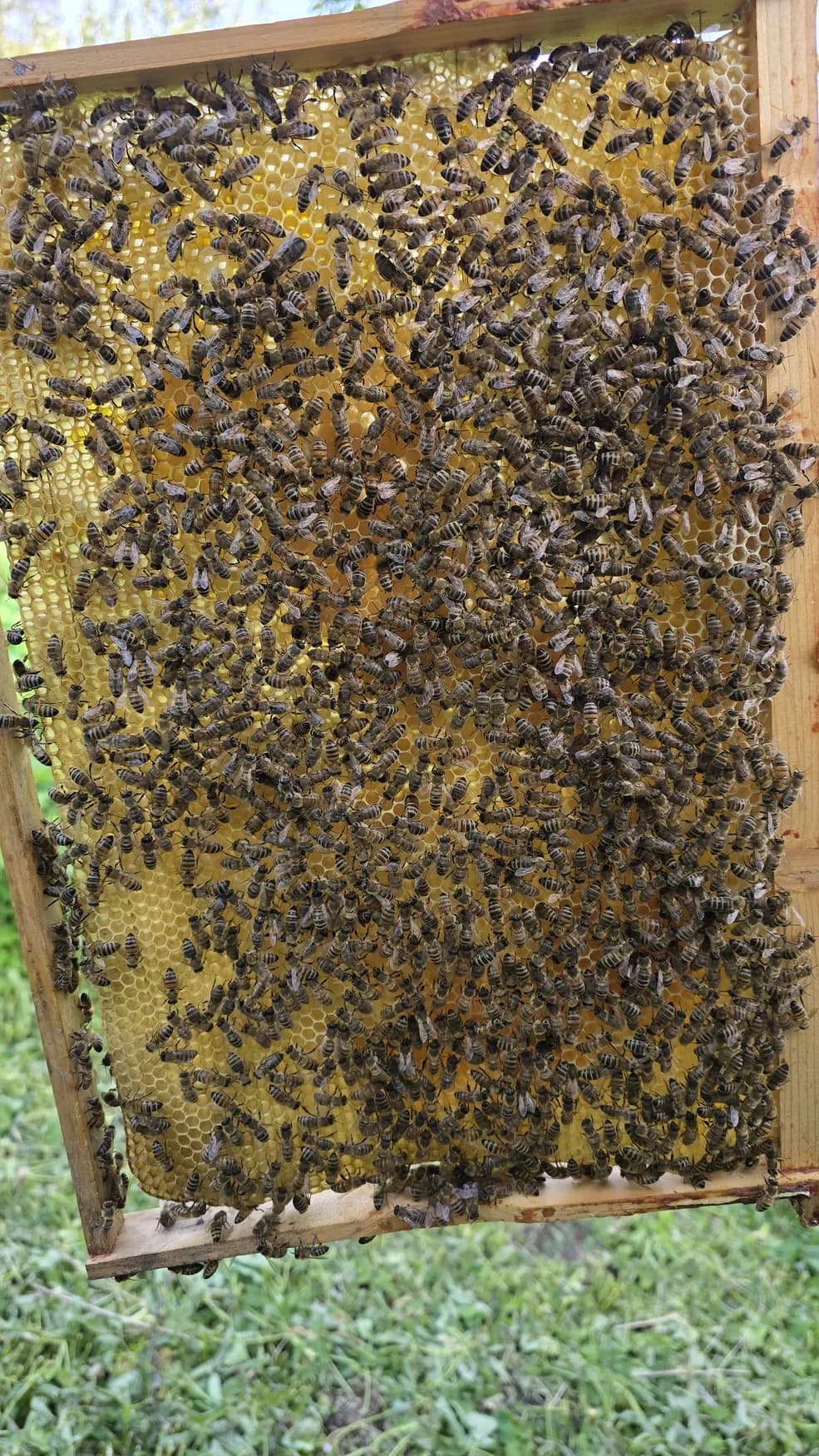 Bites uz rāmīša